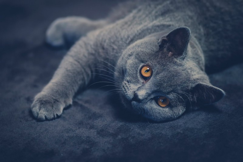 Коты британцы