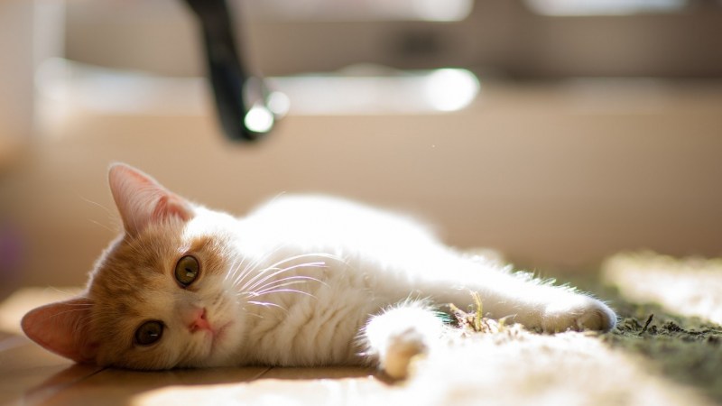 Милые котики