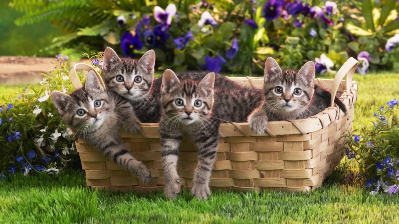 Котята в корзинке