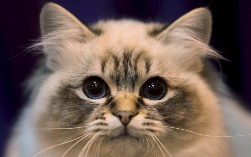 Милая морда кота
