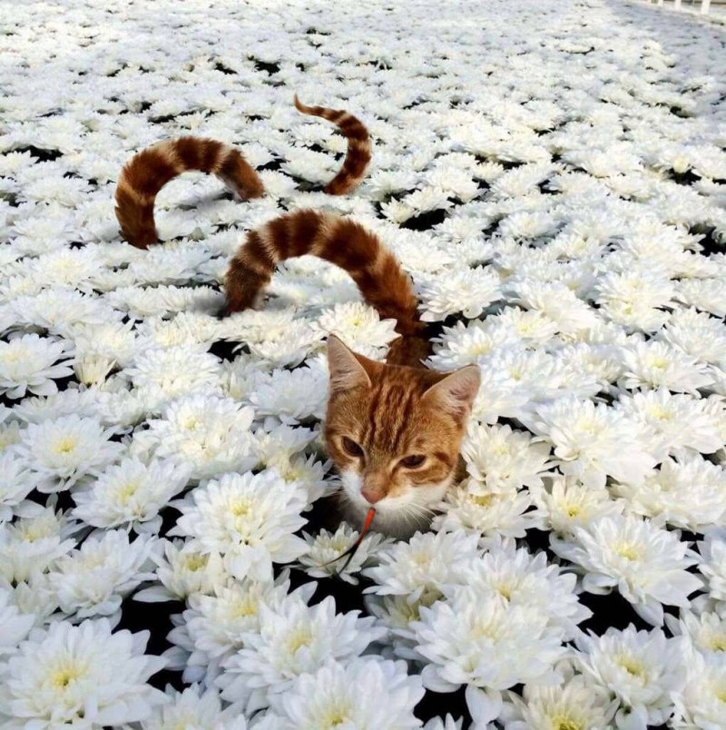 Змеекот котозмей