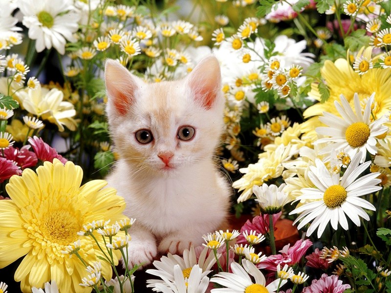 Котенок в цветах