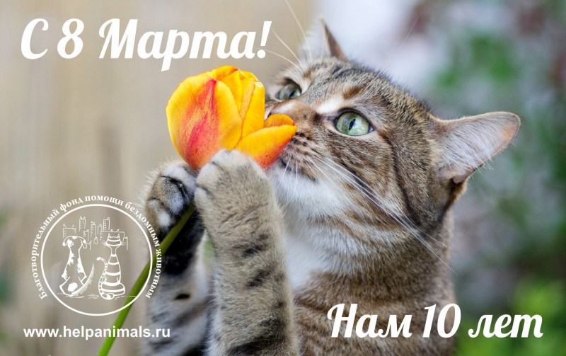 Кот нюхает цветы
