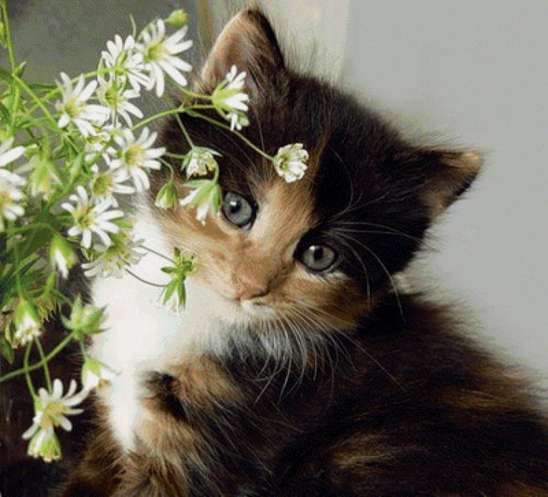 Котик с цветочком