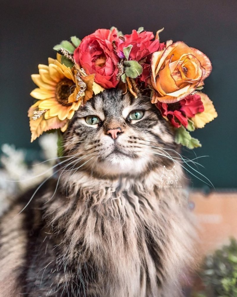 Кошка в венке