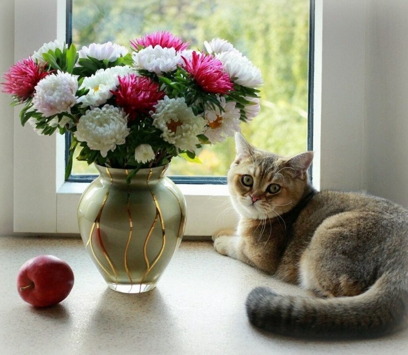 Кот и ваза с цветами