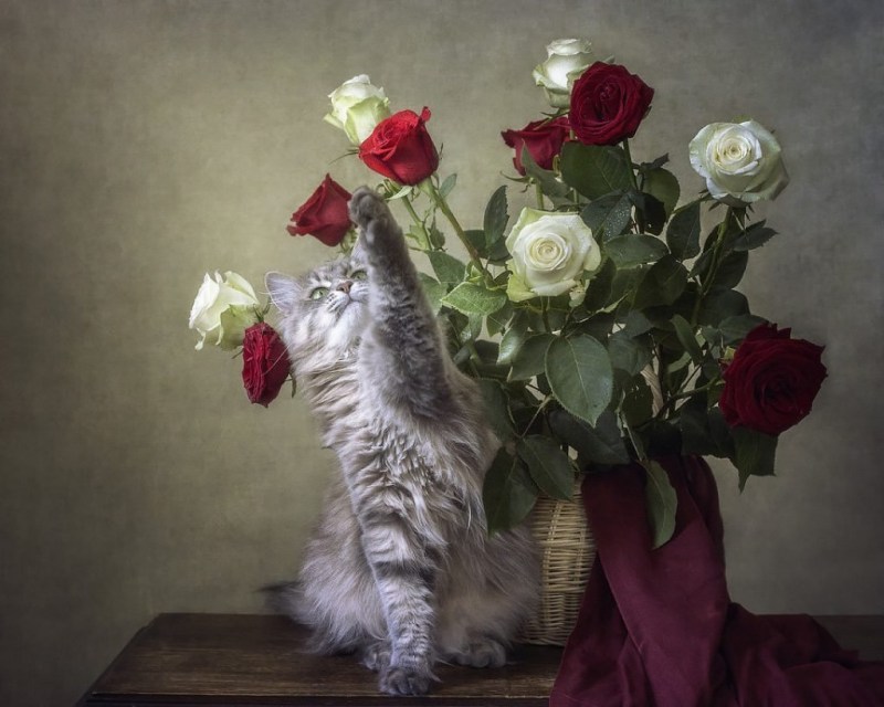 Кошки с розами