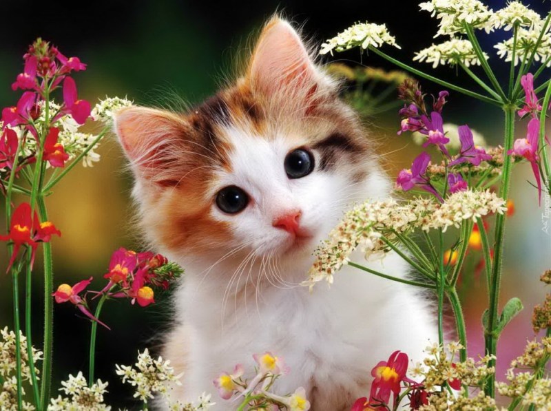 Котик с цветочком