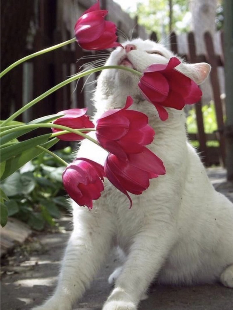 Кошки и цветы