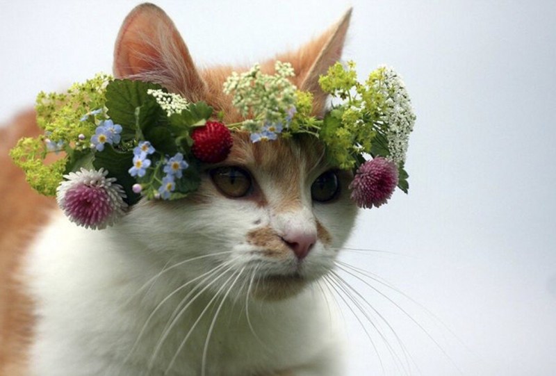 Котики в венках из цветов