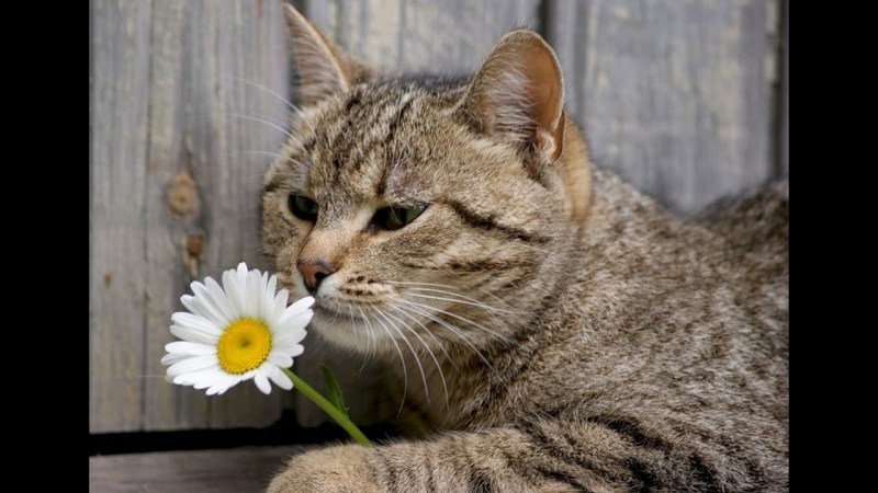 Кошки и цветы
