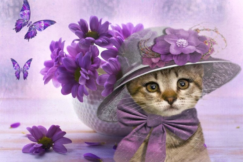 Кошечка в шляпке