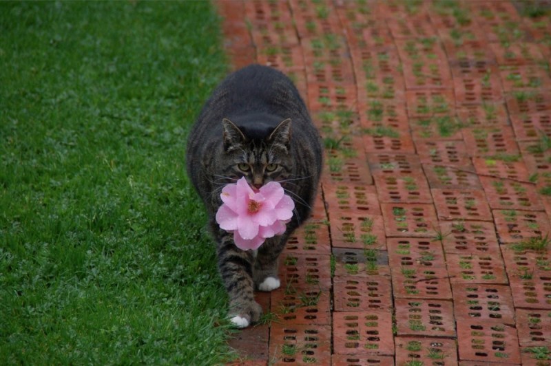 Котик дарит цветы