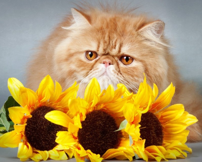 Кот с цветами