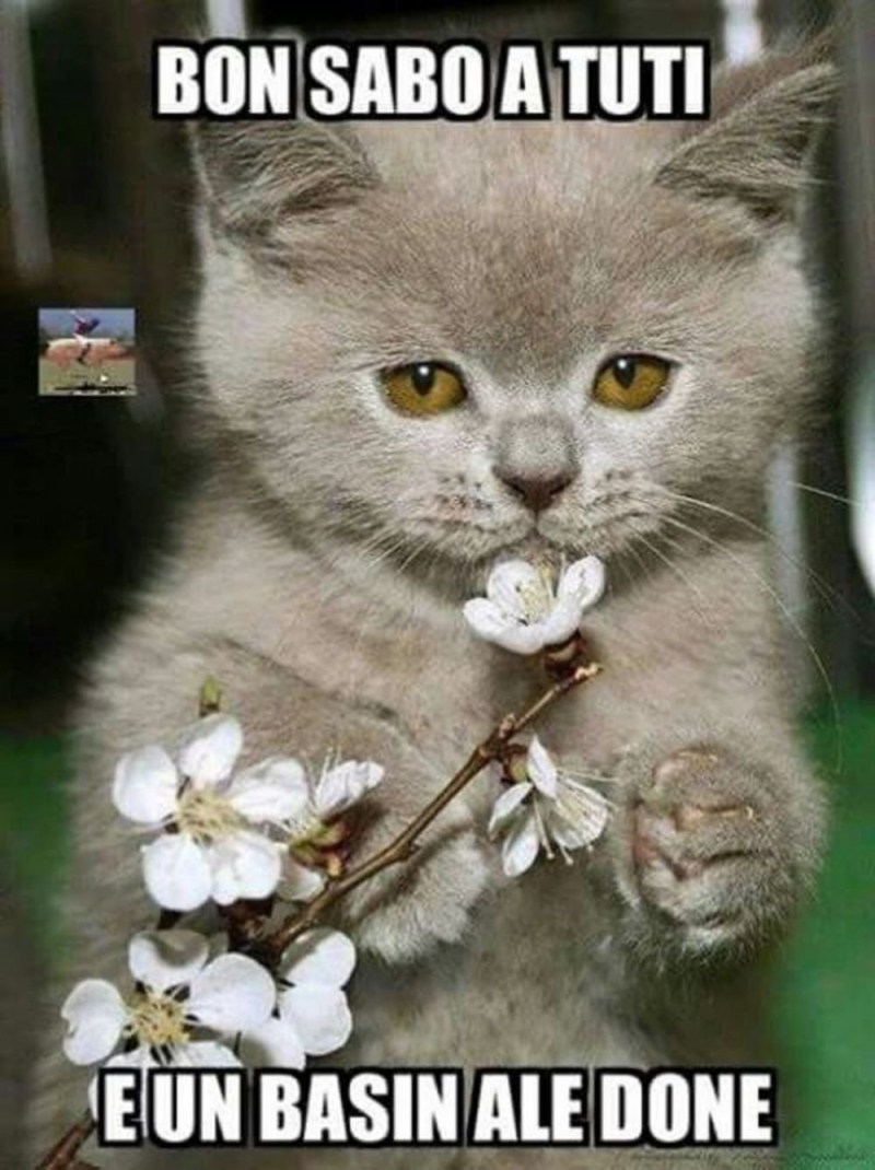Кот с цветком в зубах