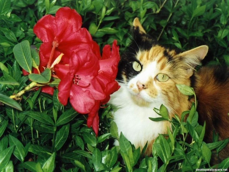 Кошечка и цветы
