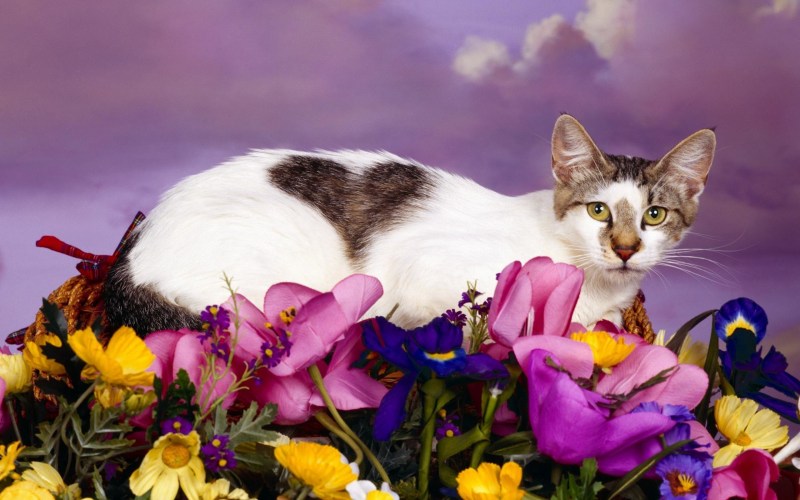 Котик с цветочком
