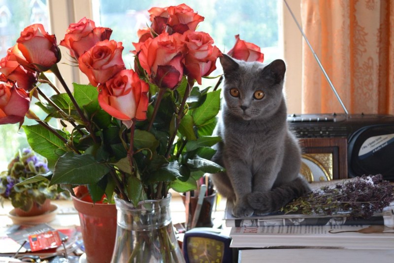 Кошка с букетом цветов