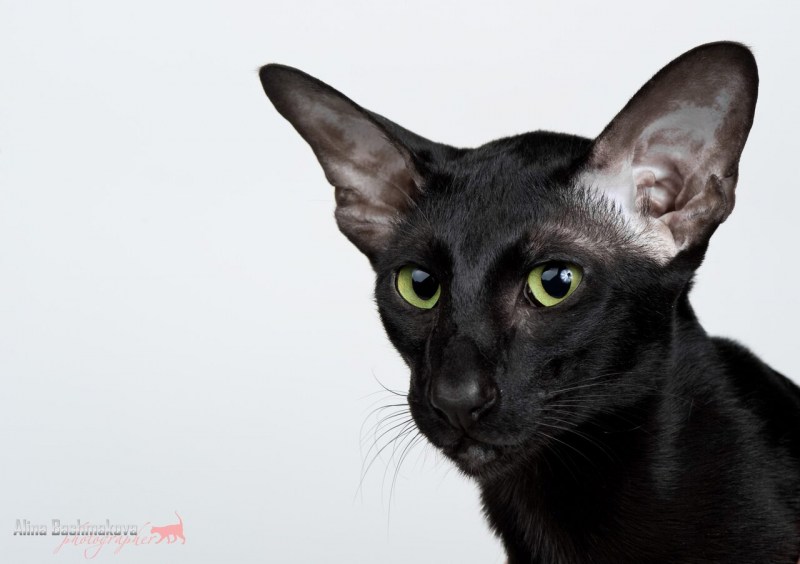Ориентальная кошка черная котенок
