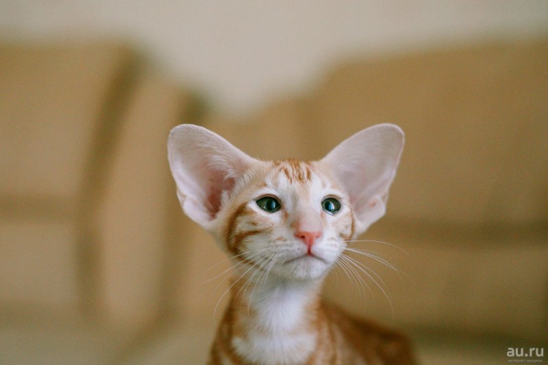 Котята породы Яванез