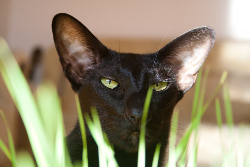 Коты породы Ориентал