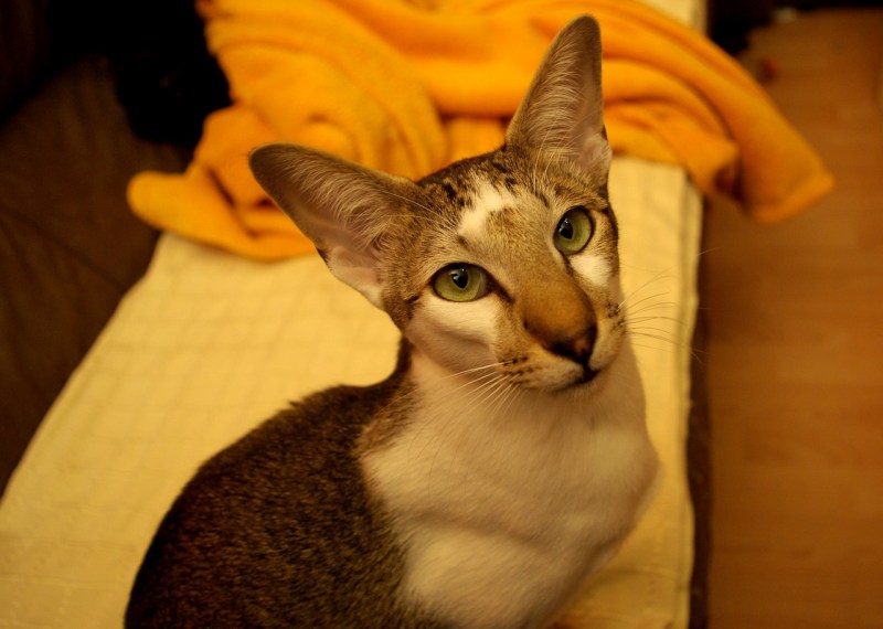 Кошка Ориентал