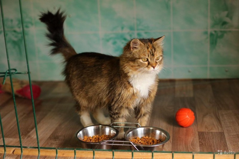 Дали фотография с кошками