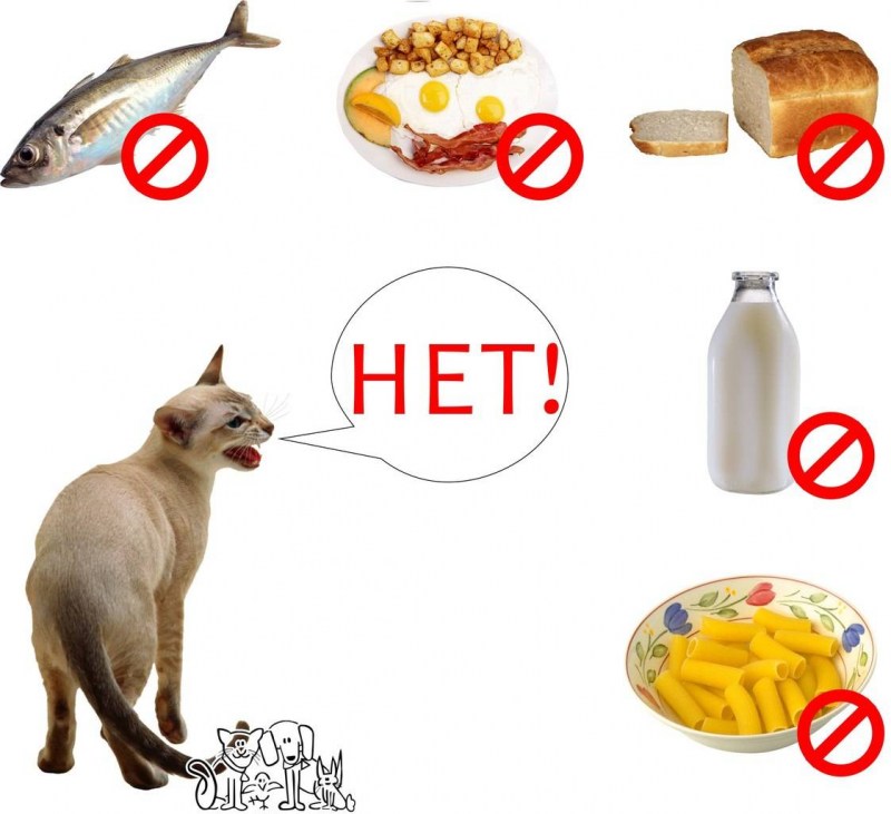 Рацион продуктов для кошек