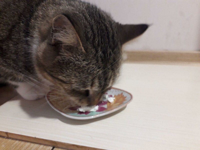 Кошка кушает