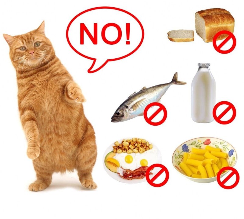 Рацион для бурманского котенка