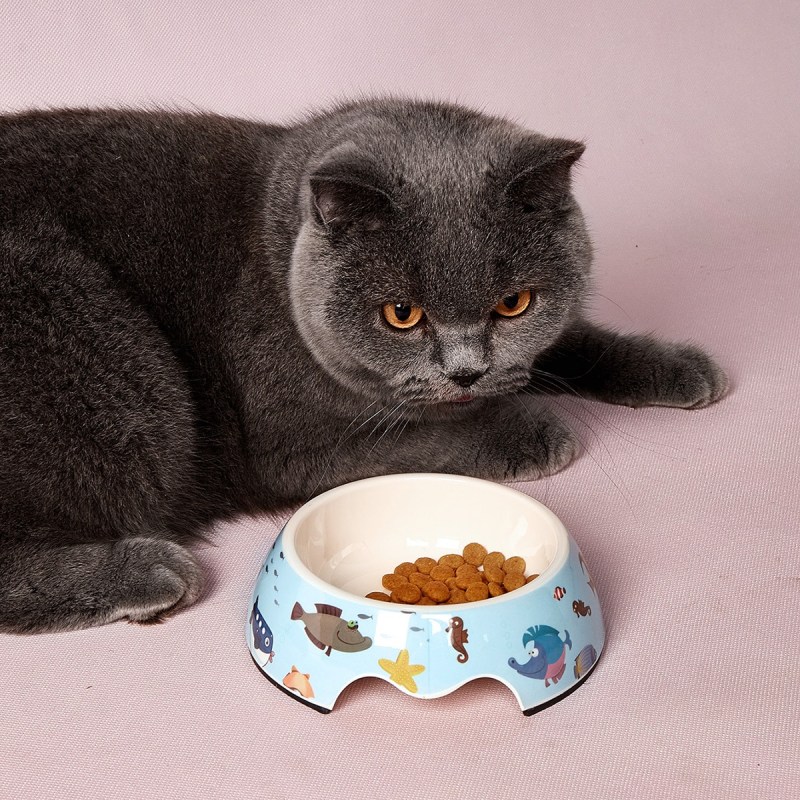 Как приучить кота много пить воды в день