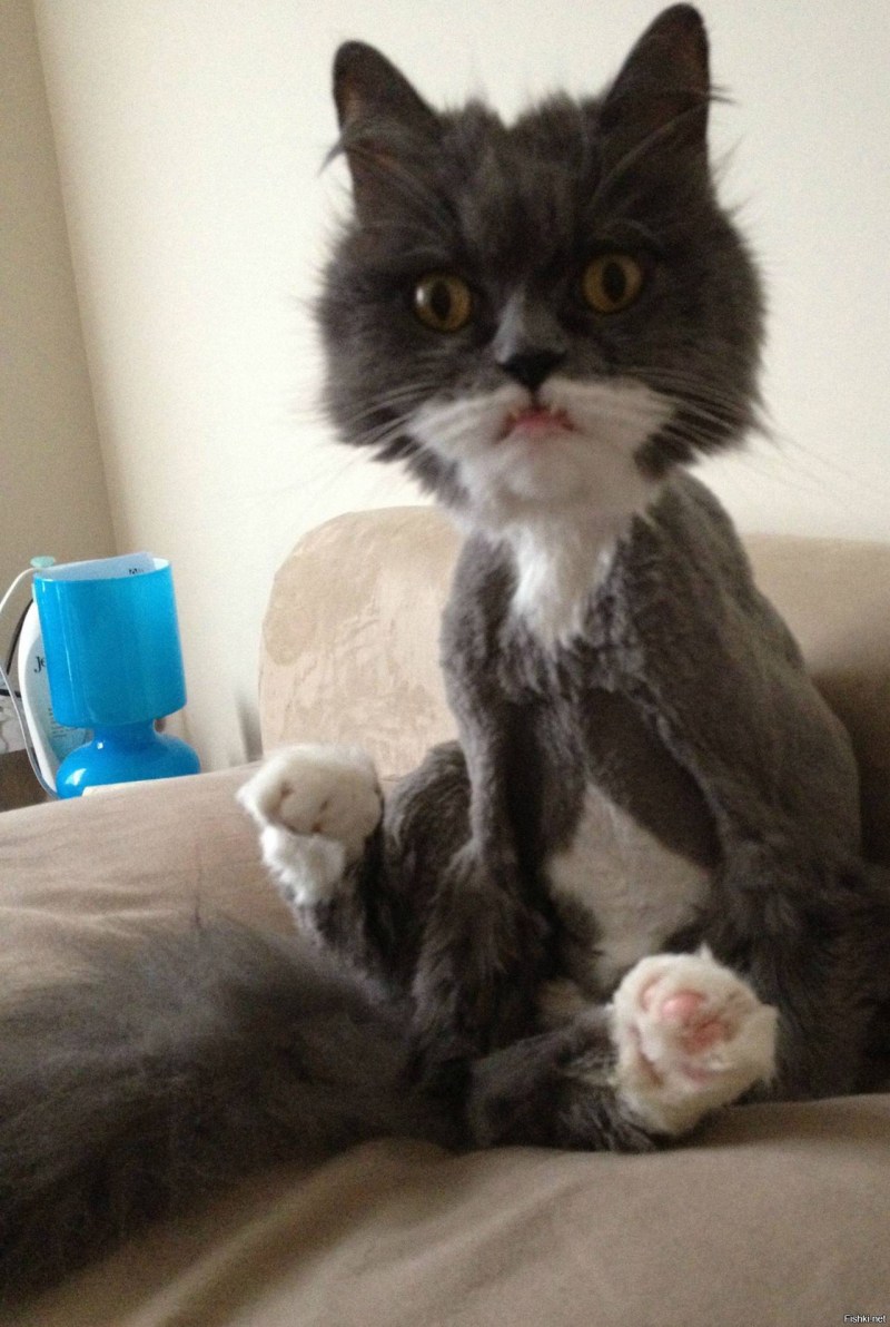 Кот оч смешной