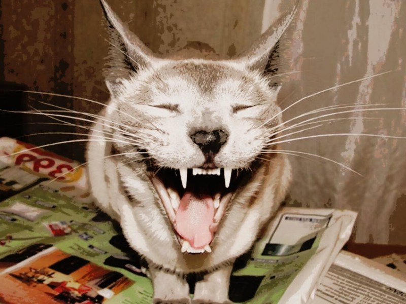 Котики угар