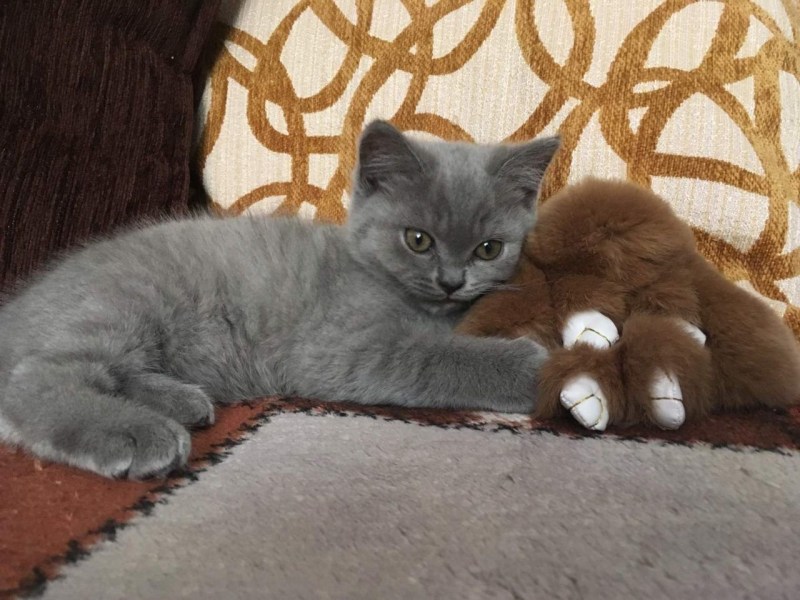 Шотландская кошка прямоухая полосатая
