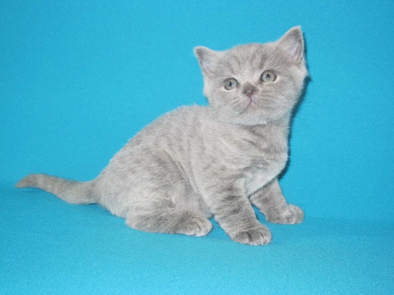 Noble питомник кошек