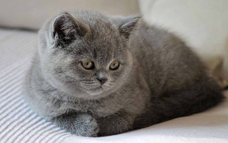 Британский длинношерстный кот серый