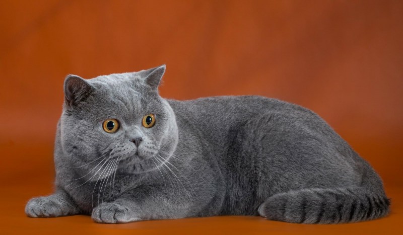 Шотландский скоттиш страйт серый