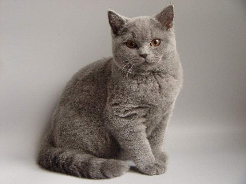 Британская прямоухая кошка