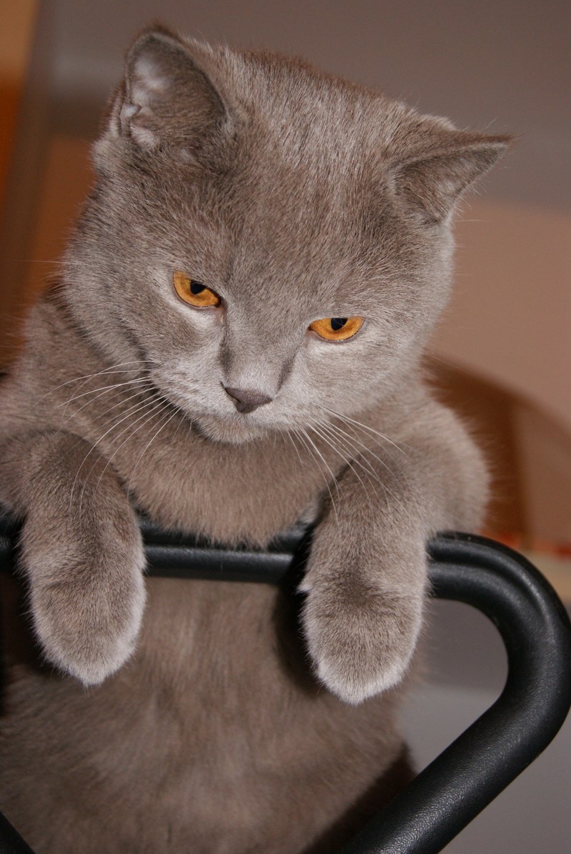 Шотландская скоттиш страйт кошка голубая