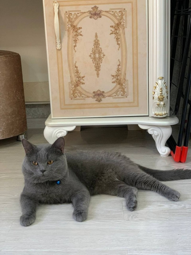 Британская кошка короткошерстная серая