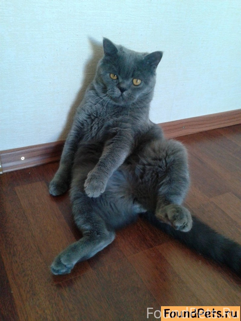 Шотландский кошка прямоухий
