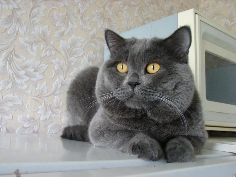 Британец прямоухий котенок