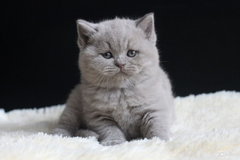 Кошка Шотландская прямоухая короткошерстная голубая
