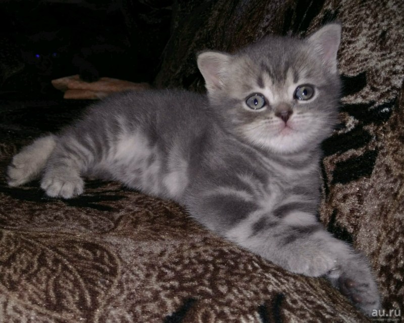 Шотландский скоттиш страйт колор Пойнт