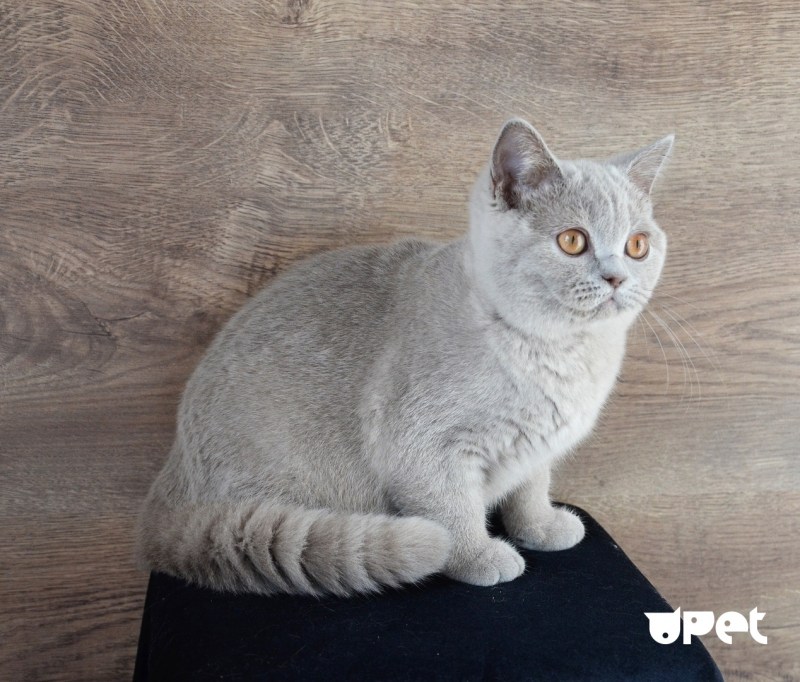 Британские котята скоттиш страйт