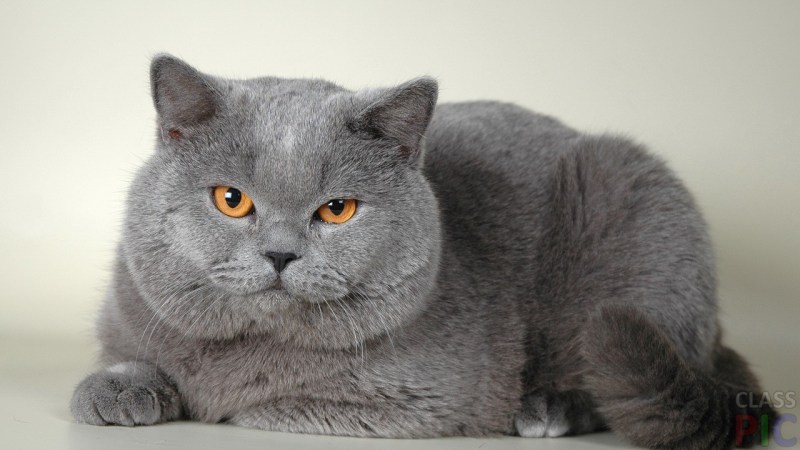 Черный британец котенок прямоухий