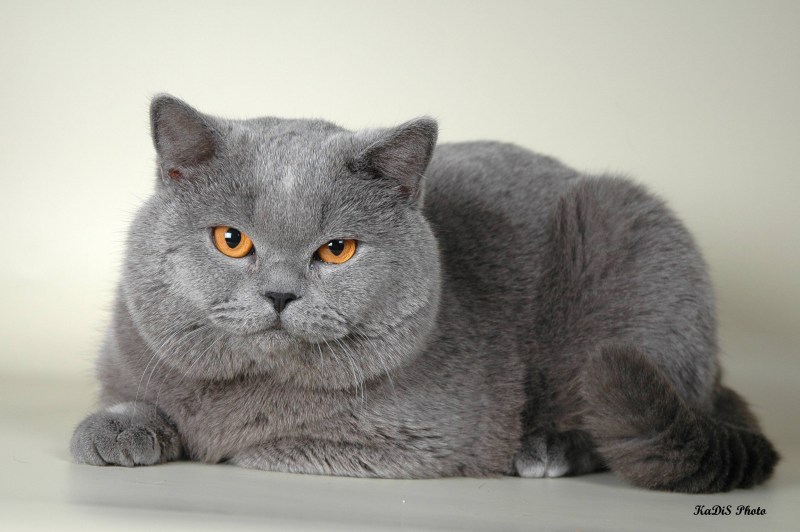 Шотландский скоттиш страйт голубой