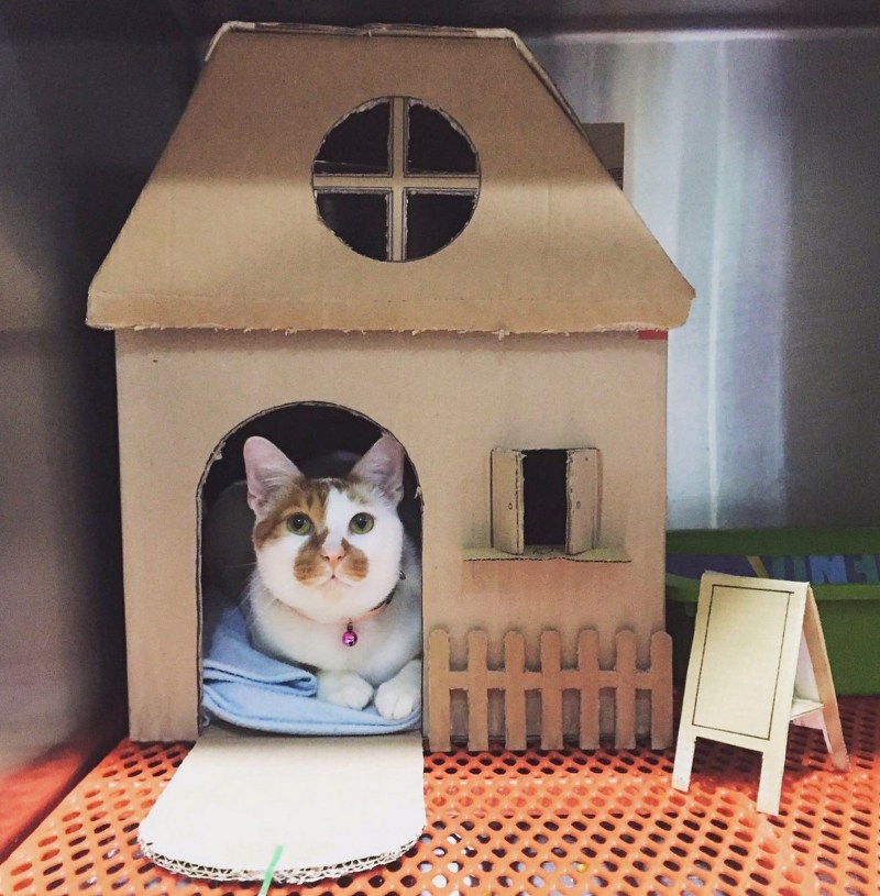 Кошкин дом из коробки