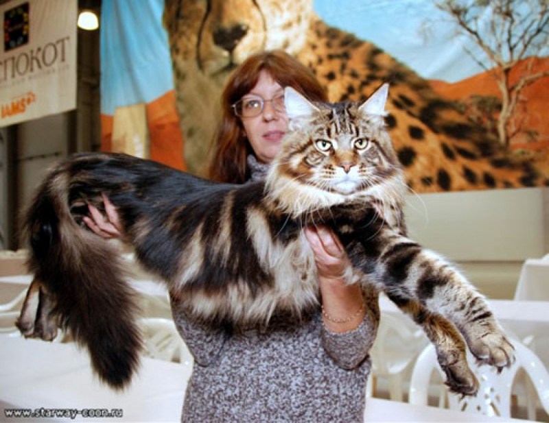 Коты Мейн куны