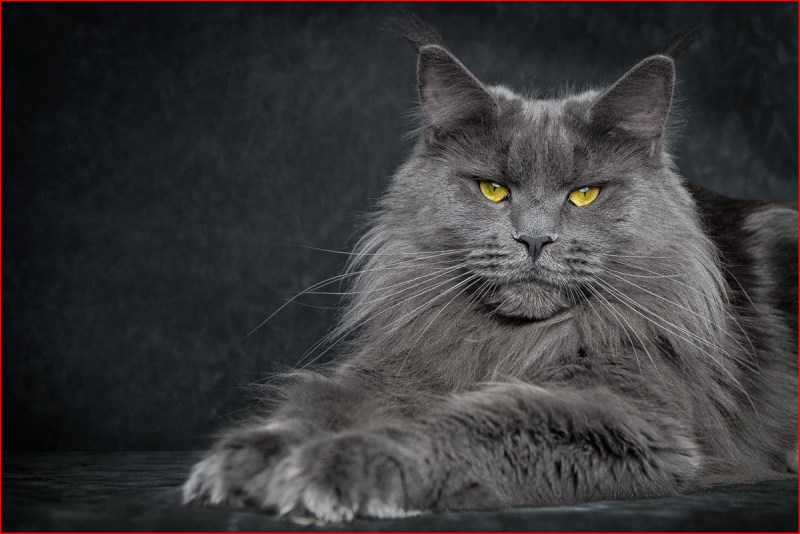 Коты куин Мейн